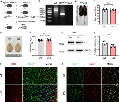 Proteomic Profiling of Astrocytic O-GlcNAc Transferase-Related Proteins in the Medial Prefrontal Cortex